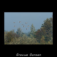 Grauwe Ganzen vallen in